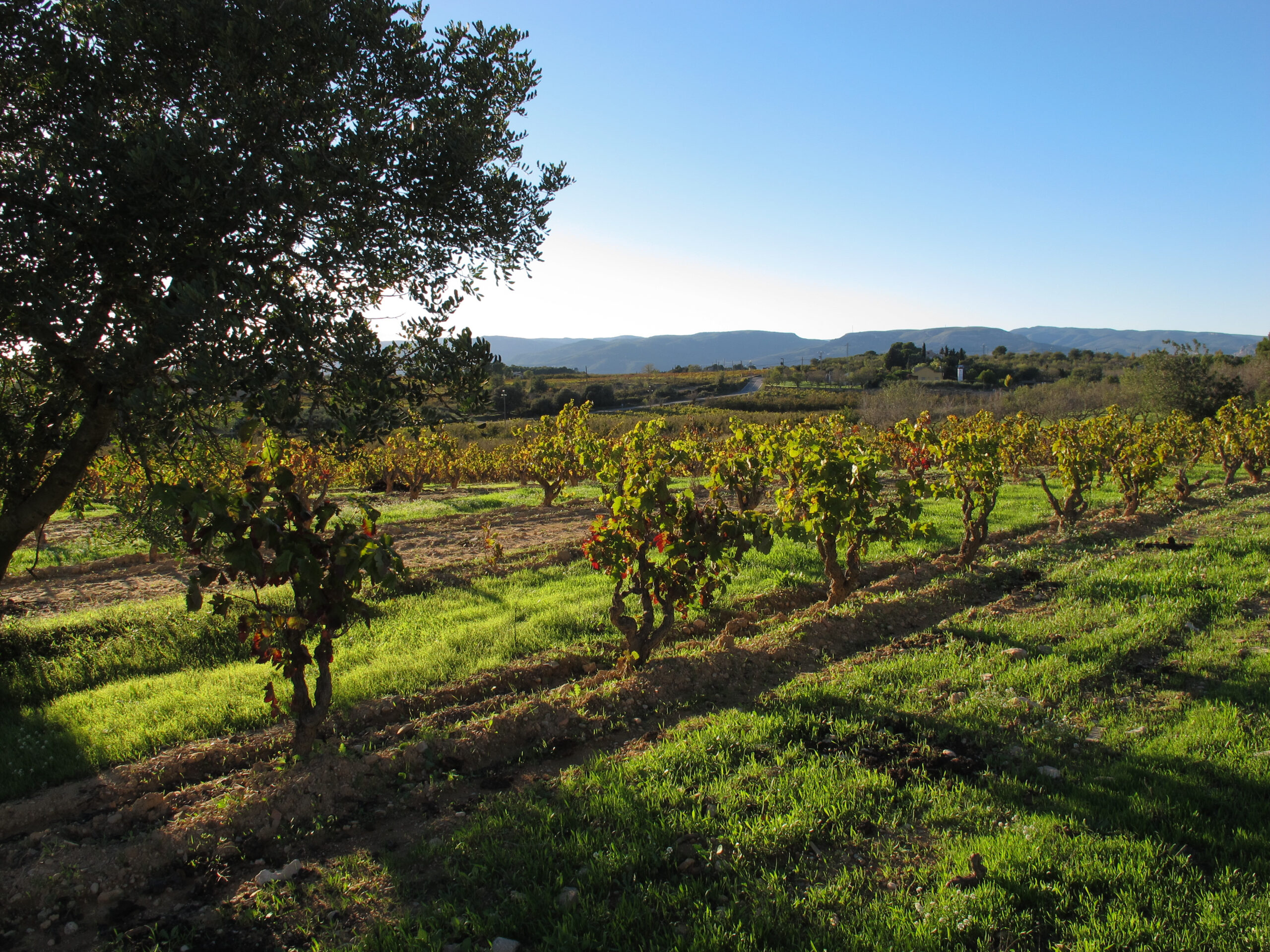 Agricultura biodinàmica i regenerativa