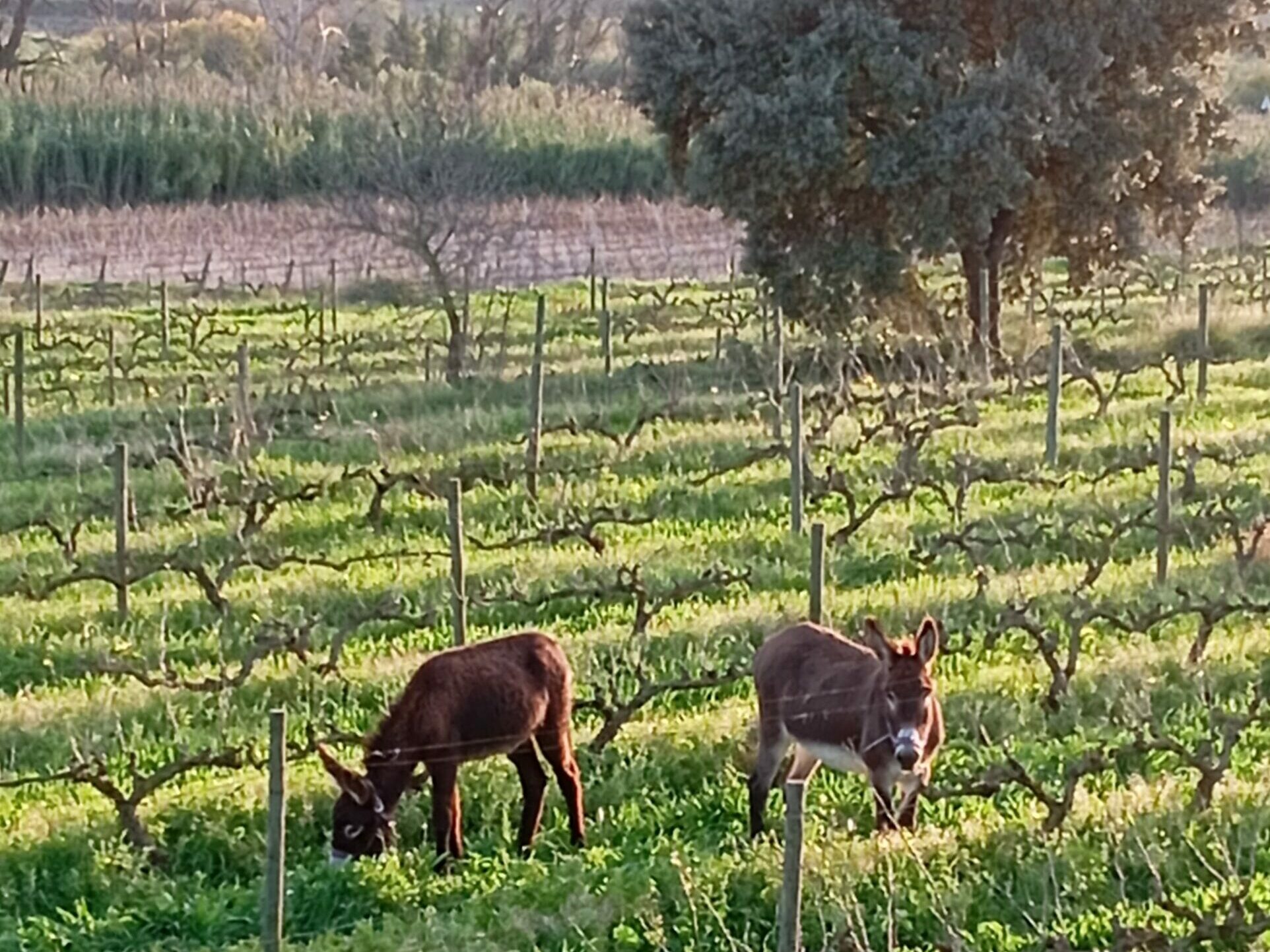 Biodynamic and regenerative agriculture