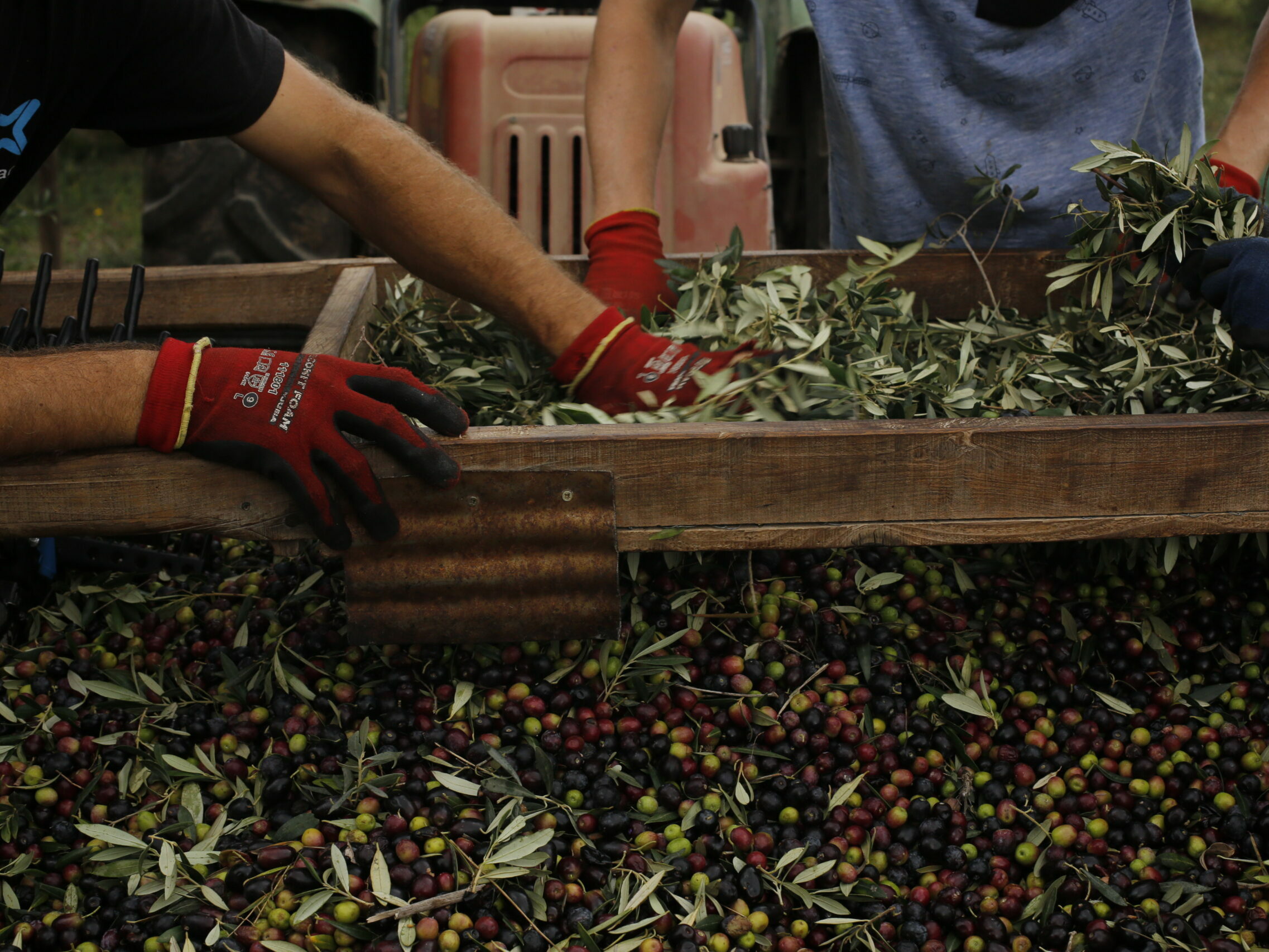 Olive harvest