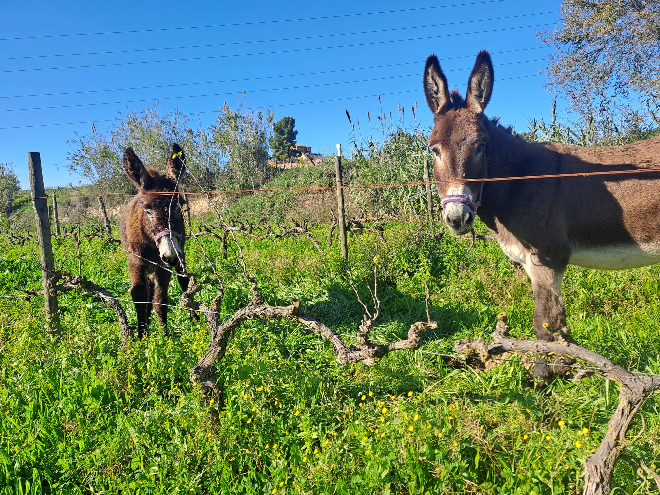 Biodynamic and regenerative agriculture
