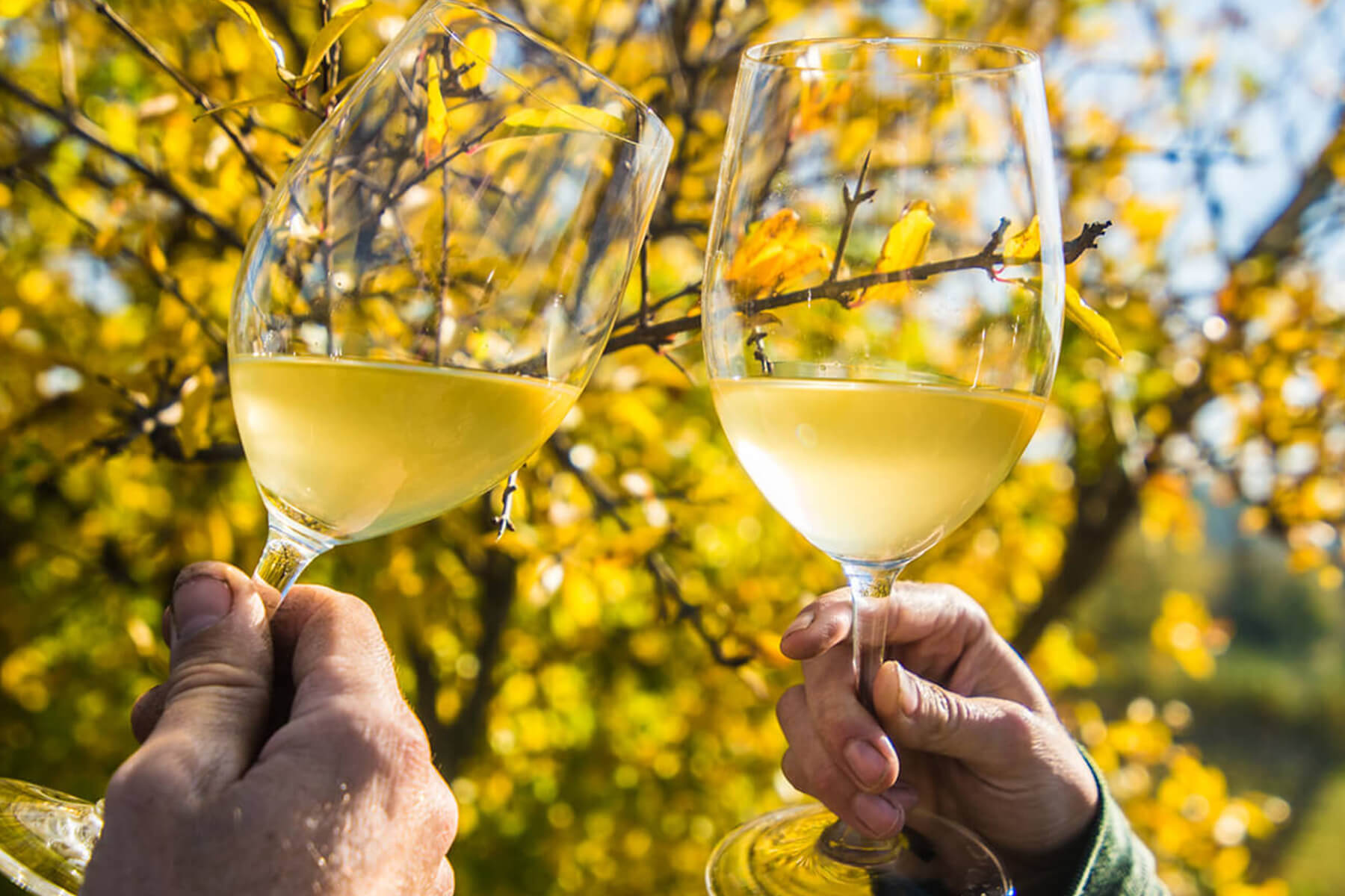 Degustació de vins del celler Dasca Vives
