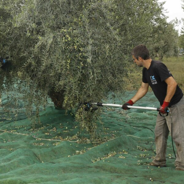 Recolecta de olivas